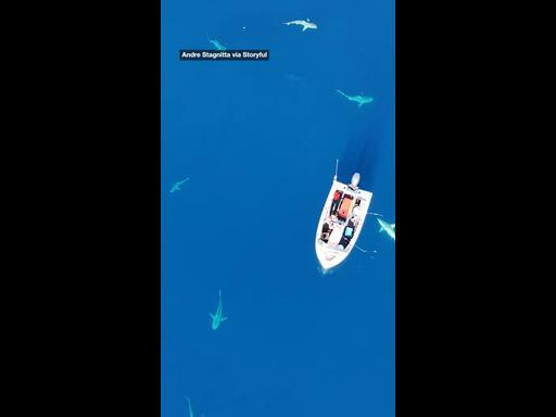 Eerie drone footage captures a dozen sharks circling fishing boat in QLD