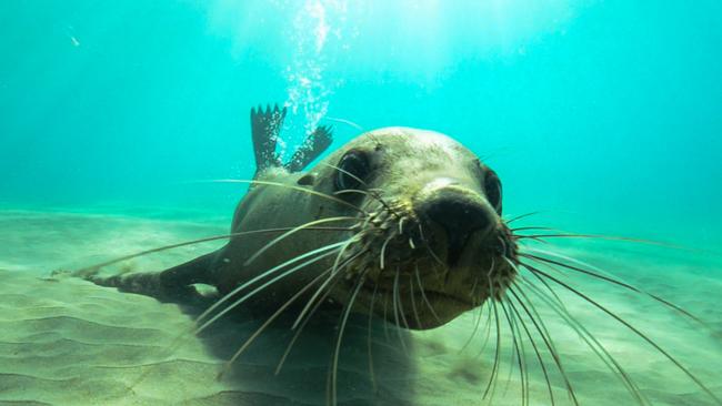 Picture special: Port Phillip Bay dive gets seal of approval | Herald Sun