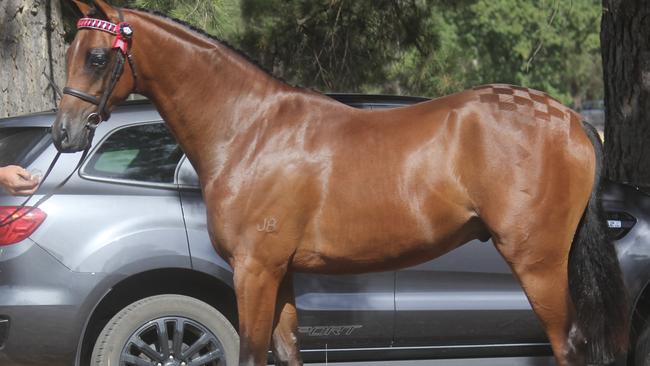 Top notch: Uhavta Top That won several classes at the North Central APSB Group’s Breeds Show.