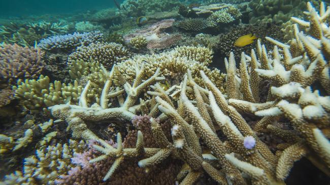Coral gardeners ready for share in million-dollar reef pitch | The ...