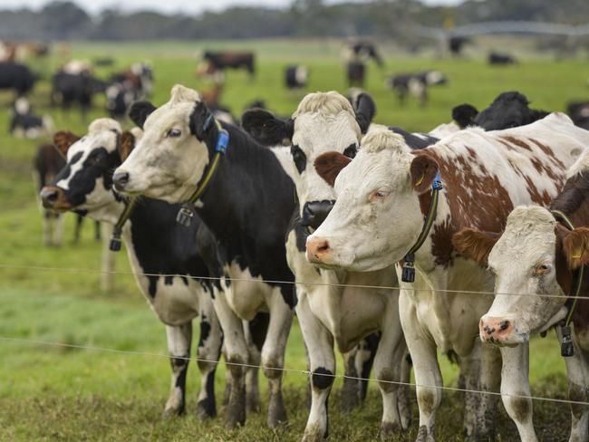 The milking herd at Andrea and Bruce Vallance's dairy property, Nirranda.Photo: DANNIKA BONSER