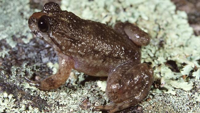 The extinct northern gastric brooding frog