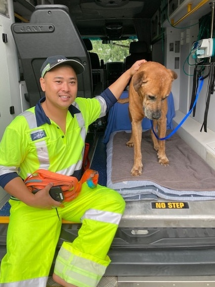 RACQ patrol driver Kris Guerrero rescued a bull mastiff cross from a storm water drain.