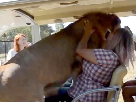 ONE TIME WEB USE ONLY - FEE APPLIES FOR REUSE - A lion in Taigan Safari Park in Crimea jumped into a buggy full of passengers, hugging and licking them just weeks after woman was severely mauled at the same safari park. Picture: East 2 West News