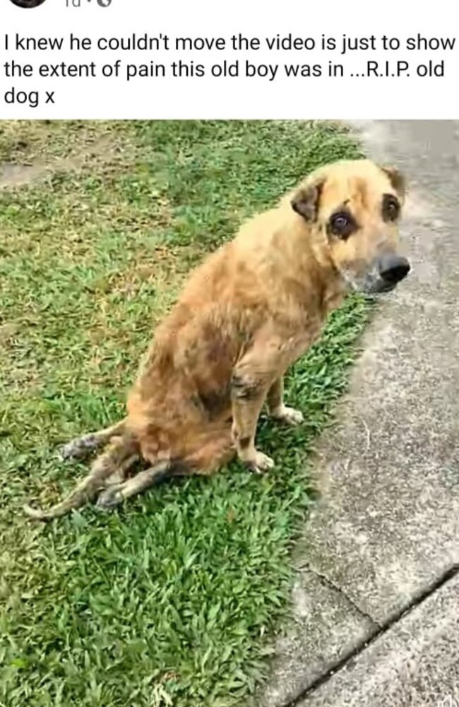 An old, injured dog rescued by the Bush Dogs &amp; Pups group is pictured in a still from a video Picture: Facebook