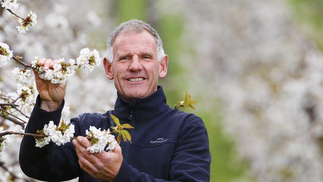 Mark Salter is Reid Fruits production manager at their Plenty orchard and is pictured among Kordia cherry trees that are in full blossom ready for a bumper crop. PIC: MATT THOMPSON