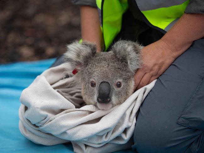 Taking in the new the surrounds before climbing back into the wild. Picture: Science For Wildlife