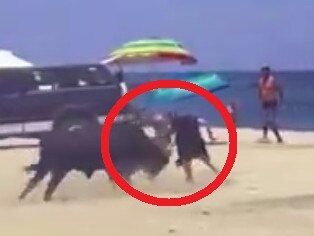 Story from Jam Press (Bull Attacks Woman) Pictured: A video grab of a woman being attacked by a stray bull whilst sunbathing on a beach in Mexico. VIDEO: Bizarre moment woman attacked by bull on beach A woman has been attacked by a stray bull while sunbathing on a beach. It is seen sniffing the woman as she hastily collects her belongings and tries to back away. The camerawoman says: Ã¢â¬ÅAy, this woman.Ã¢â¬Â Meanwhile, some North American tourists are heard shouting in English in the background. One says: Ã¢â¬ÅYouÃ¢â¬â¢re really playing with it right now, please donÃ¢â¬â¢t do that. Ã¢â¬ÅPlease get away.Ã¢â¬Â Another voice says: Ã¢â¬ÅF*cking moron.Ã¢â¬Â The woman drops her beachwear to distract the animal before trying to step away. However, the bull charges at her and knocks her to the sand. The animal then tries to gore her with its horns several times. The bull nudges her along the ground as the American onlooker says: Ã¢â¬ÅWe tried to f*cking tell you.Ã¢â¬Â The woman apparently Ã¢â¬Ëplays deadÃ¢â¬â¢ on the ground as several beachgoers manage to distract the bull. The dramatic scenes were filmed on La Fortuna Beach, Baja California State, Mexico, over the weekend. The woman only suffered minor injuries in the shock attack. The runaway bull showed up on the beach as families were enjoying the hot weather. According to reports, the animal also attacked another woman carrying a baby in her arms. Luckily, several dogs in the area managed to distract the bull, allowing the mother to take shelter with her baby, as reported by What's The Jam. The bull eventually left the beach of its own accord and it is currently unclear who owns it or where it escaped from. ENDS EDITORÃ¢â¬â¢S NOTE: Usage Licence: (SOCIAL AND LOCAL MEDIA) We have obtained this material from a verified account on social media platforms and it has been widely used in local news media on a similar report without problems. Usage Restrictions: Jam Press accepts all responsibility for use on news media portals only,