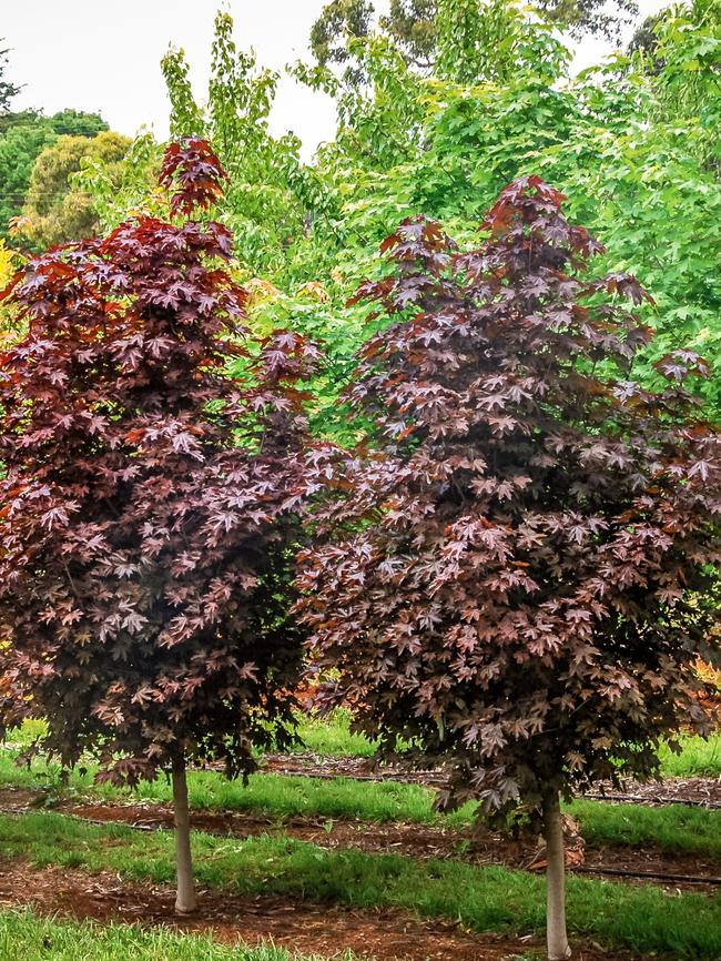 <span id="U722560589551JLG">Acer </span>‘Crimson Sentry’, upright purple Norway maple, 8m x 4m