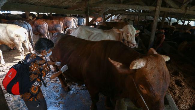 A foot-and-mouth disease outbreak has ripped through two Indonesian provinces since April, killing thousands of cows and infecting hundreds of thousands more. Picture: Perdiansyah / AFP