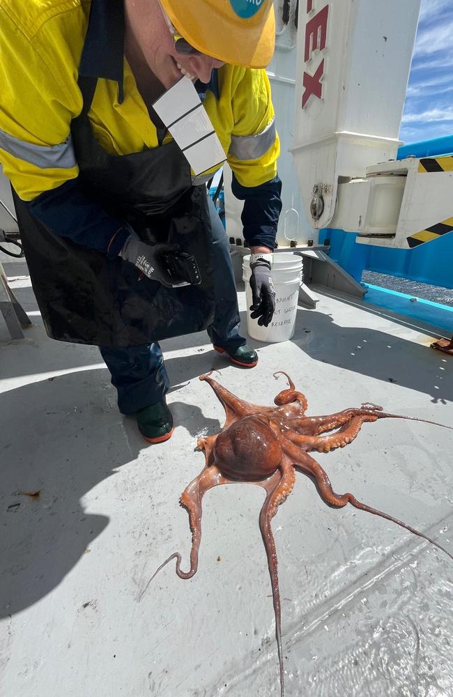 A 4.4kg octopus on back deck of the CSIRO research vessel Investigator.