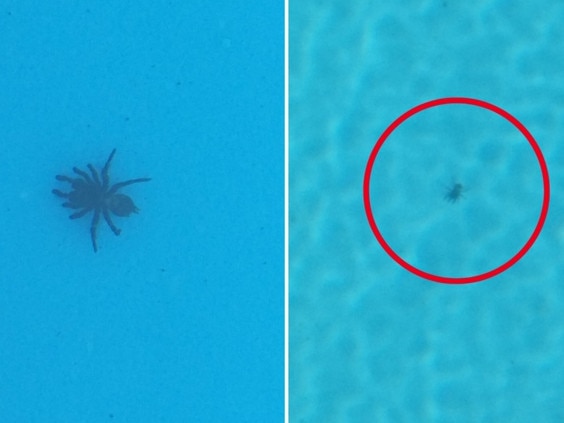 Lynda Smith found four mouse spiders in her NSW pool, and warns residents to check before they swim - because the critters can live underwater for hours. Picture: Lynda Smith