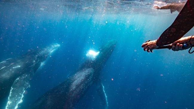 Humpback whales emerge to thrill snorkelers. Picture: Tourism and Events Queensland