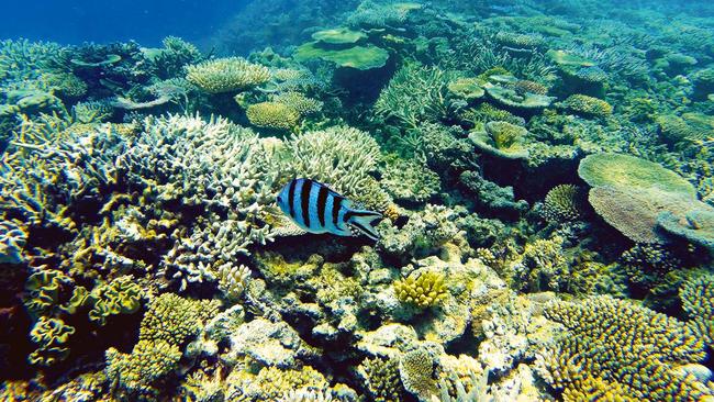 Controversy surrounds a $444 million grant to a Great Barrier Reef charity. Picture: Getty Images