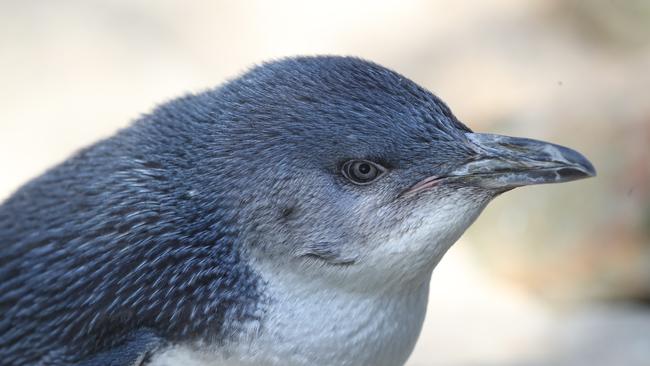 A little penguin. Picture: AAP/DAVID SWIFT