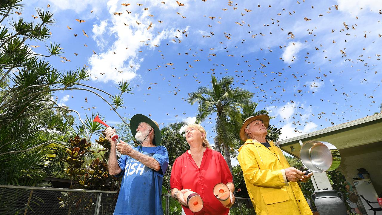 Councillors frustration’s flare over flying fox plan