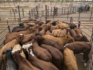 Live Export Ban Battle Goes To Court | News.com.au — Australia’s ...