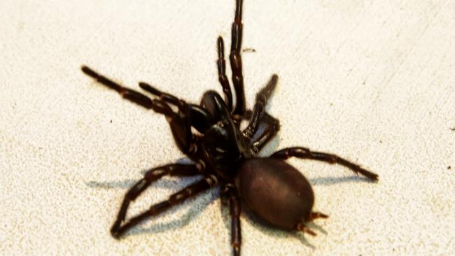 The funnel-web spider is reputed to be the world’s deadliest.