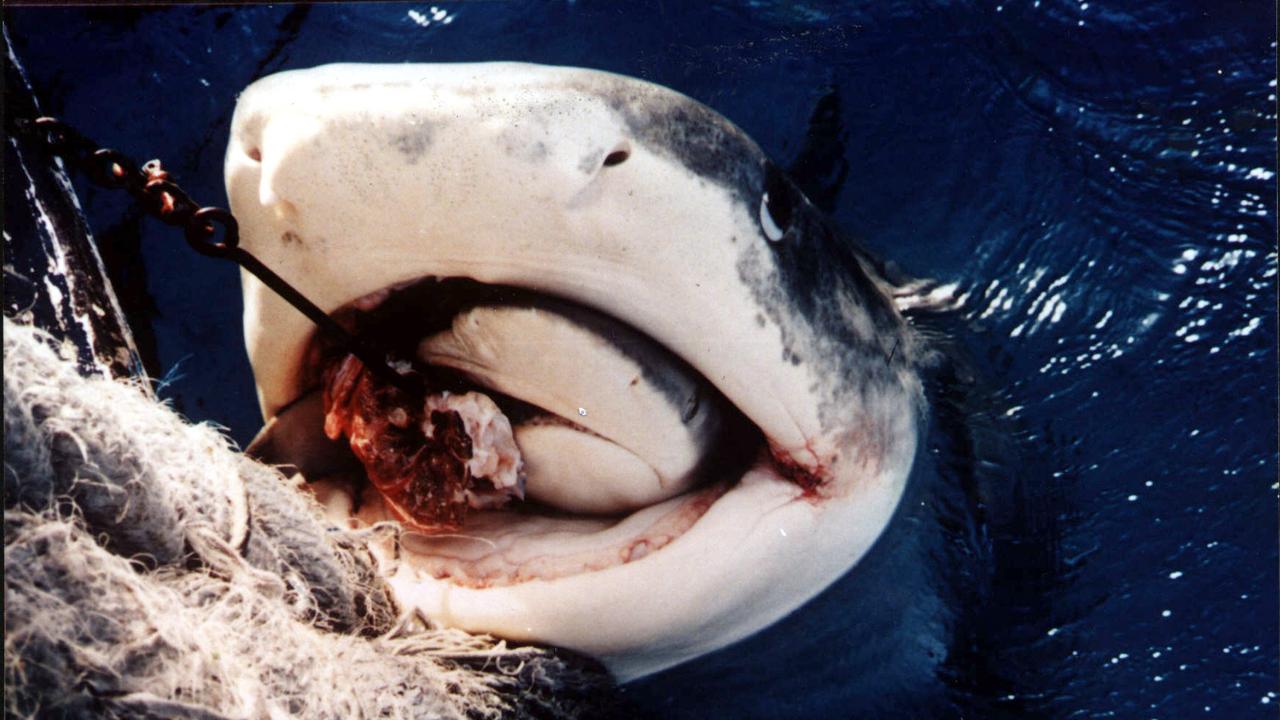 This stunning image shows what happens when fishermen reel in a shark only for a bigger shark to take the smaller one as bait. This image was taken in the waters off Bundaberg in 1992. The large shark swam away after enjoying its meal.