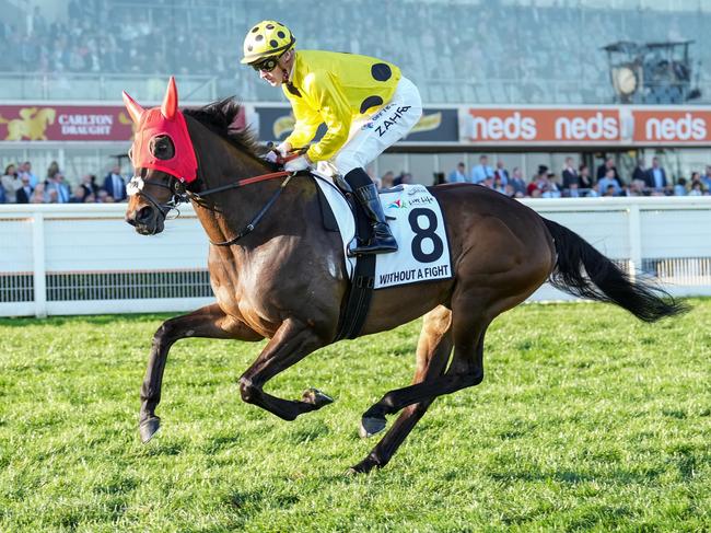 Without A Fight (IRE) on the way to the barriers prior to the running of the Live Life Foundation Underwood Stakes at Caulfield Racecourse on September 23, 2023 in Caulfield, Australia. (Photo by Scott Barbour/Racing Photos via Getty Images)