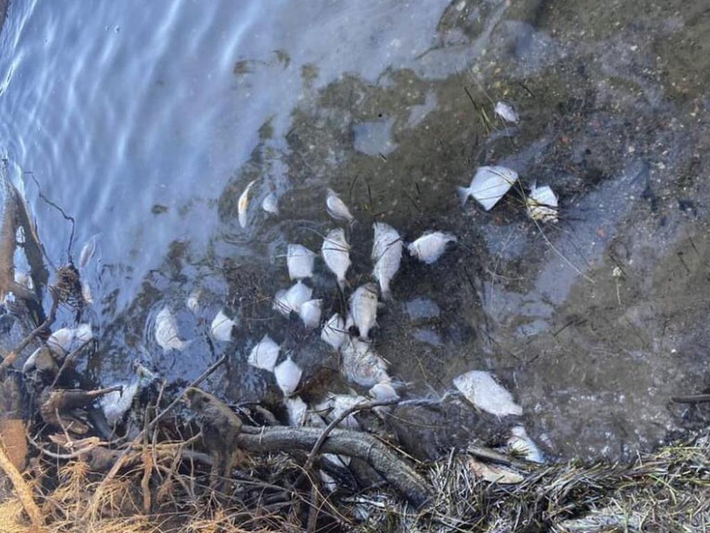 The dead fish were found along the shores at Lake Macquarie. Picture: Supplied