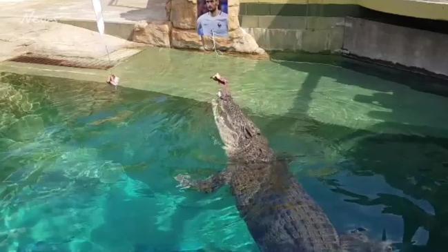 Psychic croc predicts World Cup match