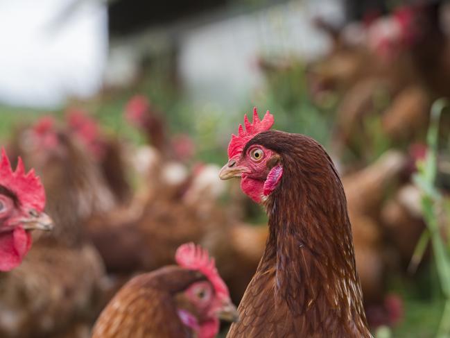 New poultry breeding farm proposed for southern region