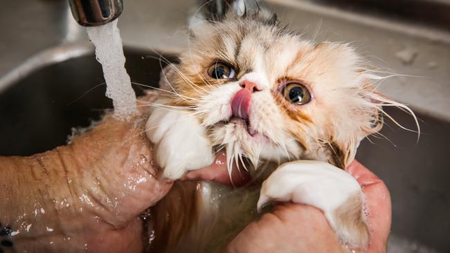 Grooming time for 11-week-old kitten Alme. Picture: Nicole Cleary