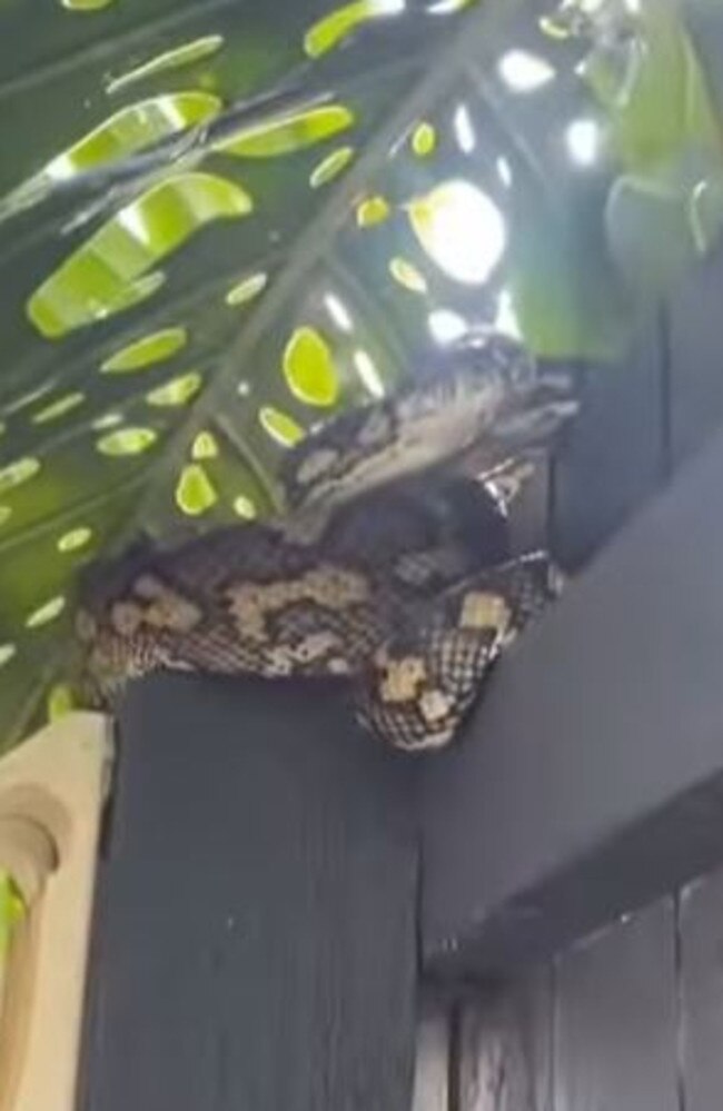 A python on the Sunshine Coast was caught striking a cameraperson recently. Picture: Instagram