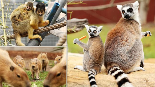 Sydney Zoo welcomes lots of babies