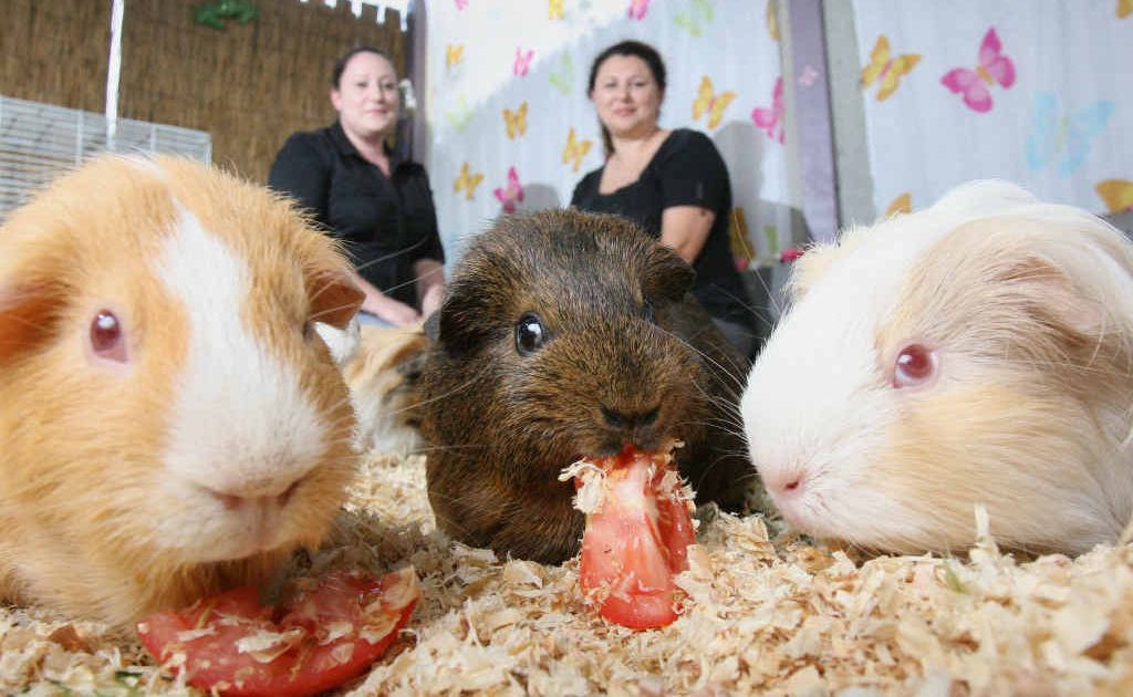 guinea pig rescue melbourne