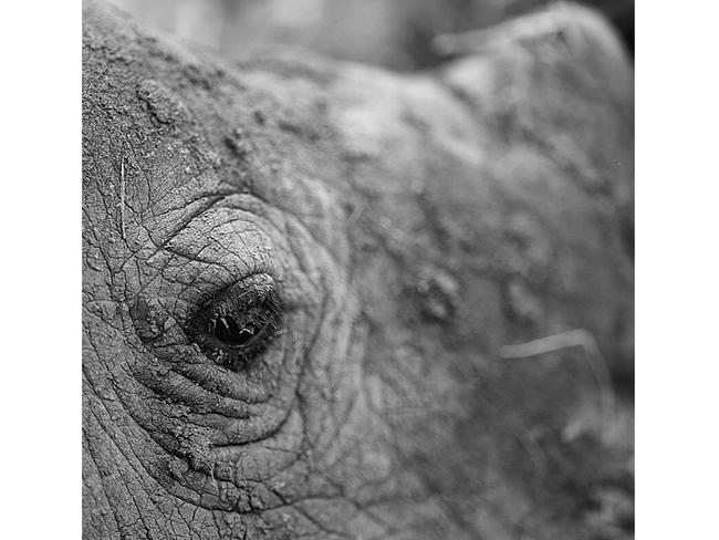 #rhino #blackandwhite #imacelebrityau @canonaustralia Picture: Dr Chris Brown / Twitter