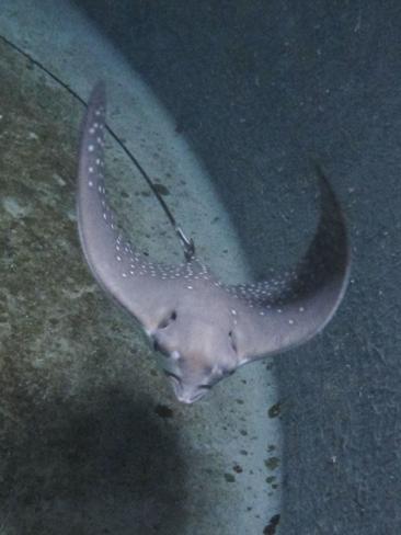 Little Ani has amazed and excited Aquarium staff. Picture: Sea Life Sydney Aquarium