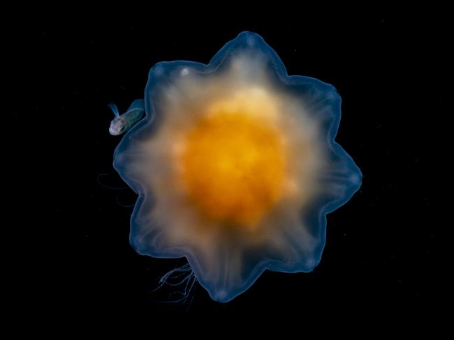 Shane Gross: A rarely photographed juvenile prowfish hides behind a curtain of a lion’s mane jellyfish’s stinging tentacles. North Pacific Ocean