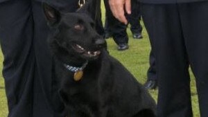 Queensland Police have asked for public help to find police dog Bravo. Picture: Supplied by police