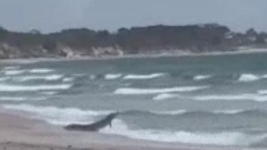 A crocodile was spotted up to five times at Coonarr Beach at the mouth of the Elliott River, near Bundaberg, in central Queensland.battling the waves at a beach hundreds of kilometres from where the reptiles are usually found has shocked locals. Picture: Supplied/ Jasmine Van Den Bos