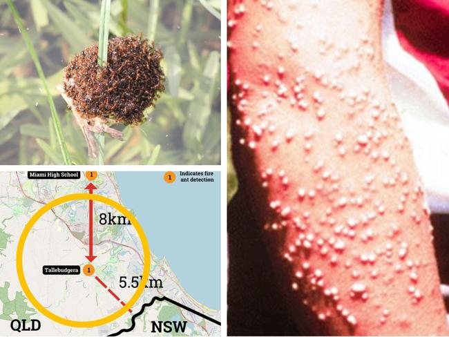 Red Fire Ants may cross from Queensdland to New South Wales