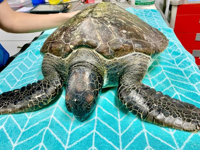 The juvenile green sea turtle that was brought into the Animal Emergency Service in Tanawha, on the Sunshine Coast, on October 14. Picture: AES