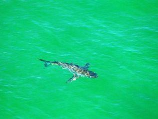 Shark sightings have closed a number of North Coast beaches this week.