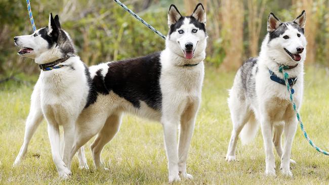 Three of the 30 mistreated huskies that were taken in by Monika's Doggie Rescue in Ingleside after about 100 dogs were seized from a dodgy breeder in rural NSW. Picture: Tim Hunter.