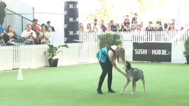 Replay: Ekka - Dances with Dog