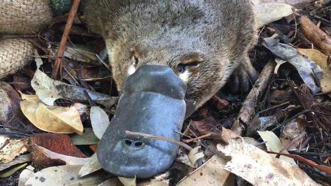 platypus spur sting