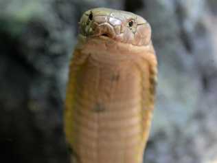 HAUNTING: The king cobra. Picture: Ben Beaden / Australia Zoo