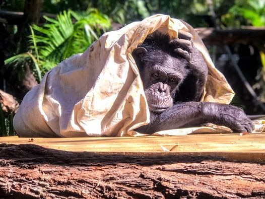 Samantha the chimpanzee, born in New Zealand and moved to Australia in 2009, died suddenly yesterday, Rockhampton Zoo have announced. She moved to the Central Queensland zoo in 2012 with her friend Holly from Mogo Zoo near Batemans Bay in New South Wales. She was 40 years old when she died.