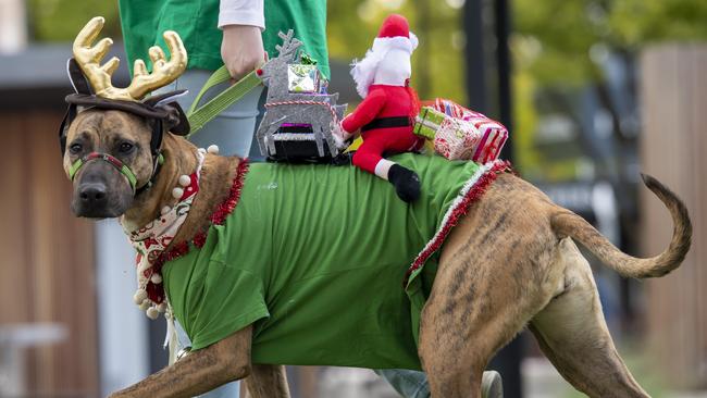 Claire Leighton’s dog Elsa trots around Croydon Town Square. Picture: Andy Brownbill