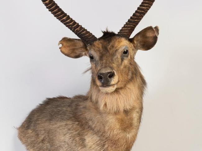 Sam Gance is auctioning a mounted deer head. Picture: Instagram