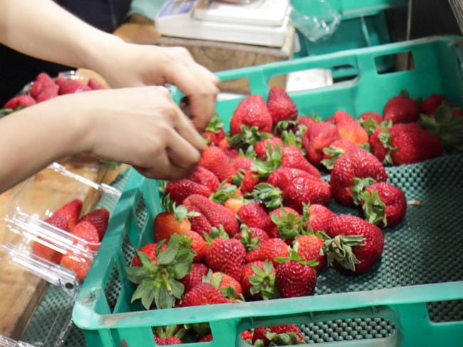 Workers sort and pack strawberries at the Chambers Flat Strawberry Farm in Chambers Flat, Queensland, Monday, November 5, 2018. Prime Minister Scott Morrison today announced $1.5 million for the Fair Farms Initiative and reforms to the Seasonal Work Program. (AAP Image/Tim Marsden) NO ARCHIVING