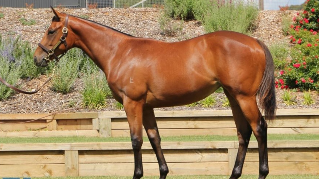 Not A Single Doubt x Rhodamine colt $750,000 sold to Gai Waterhouse/Adrian Bott/Kestrel Thoroughbreds at the Magic Millions January Yearling Sale on the Gold Coast. Photo: Silverdale Farm.