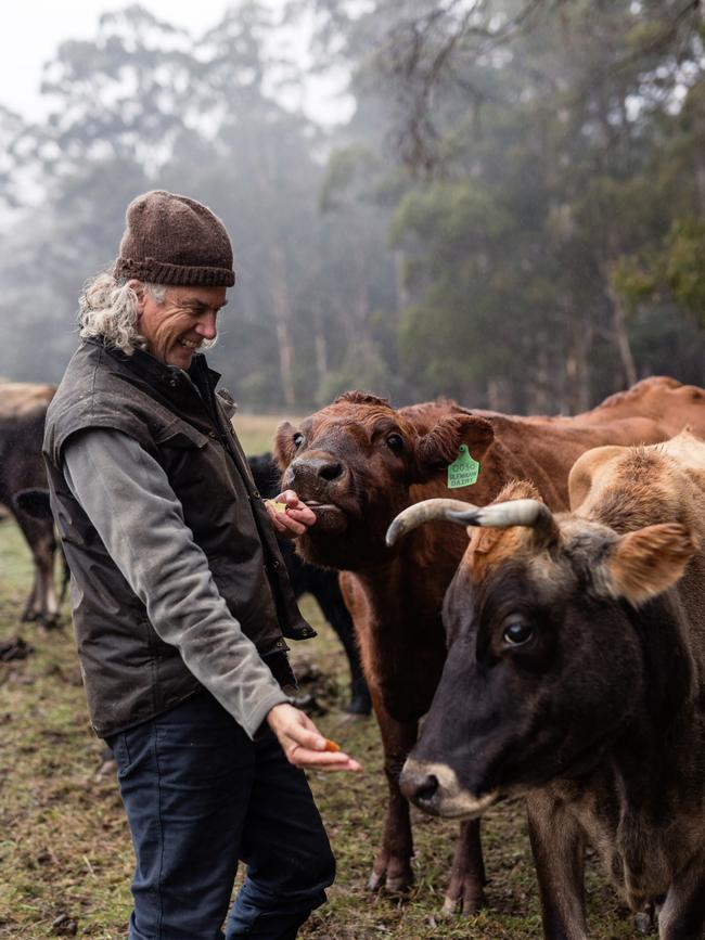 Chef and farmer Matthew Evans hanging out with his cows. Picture: Adam Gibson