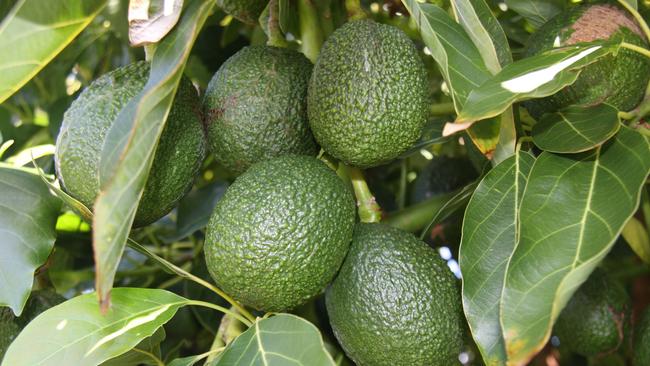 Tasmania an avocado haven as shortage sees growers eye crops in the ...